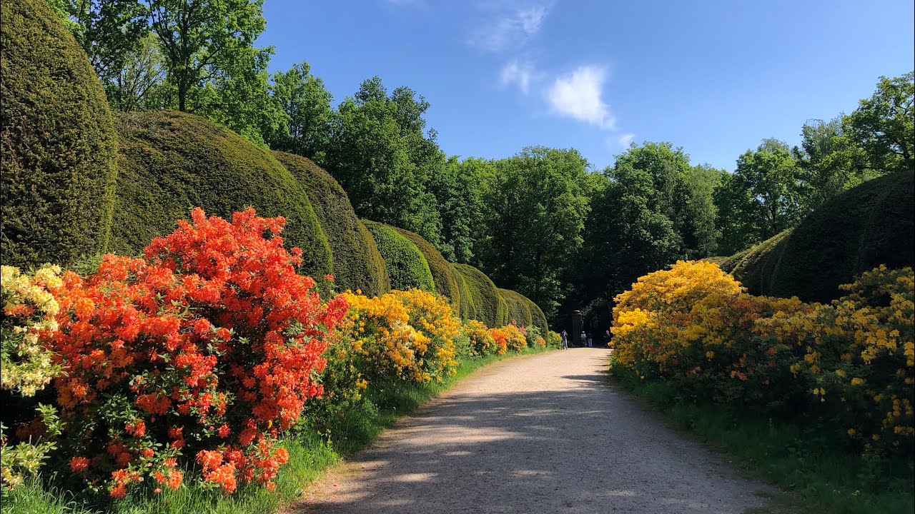 Azalea laantje in volle bloei op Duno in Heveadorp