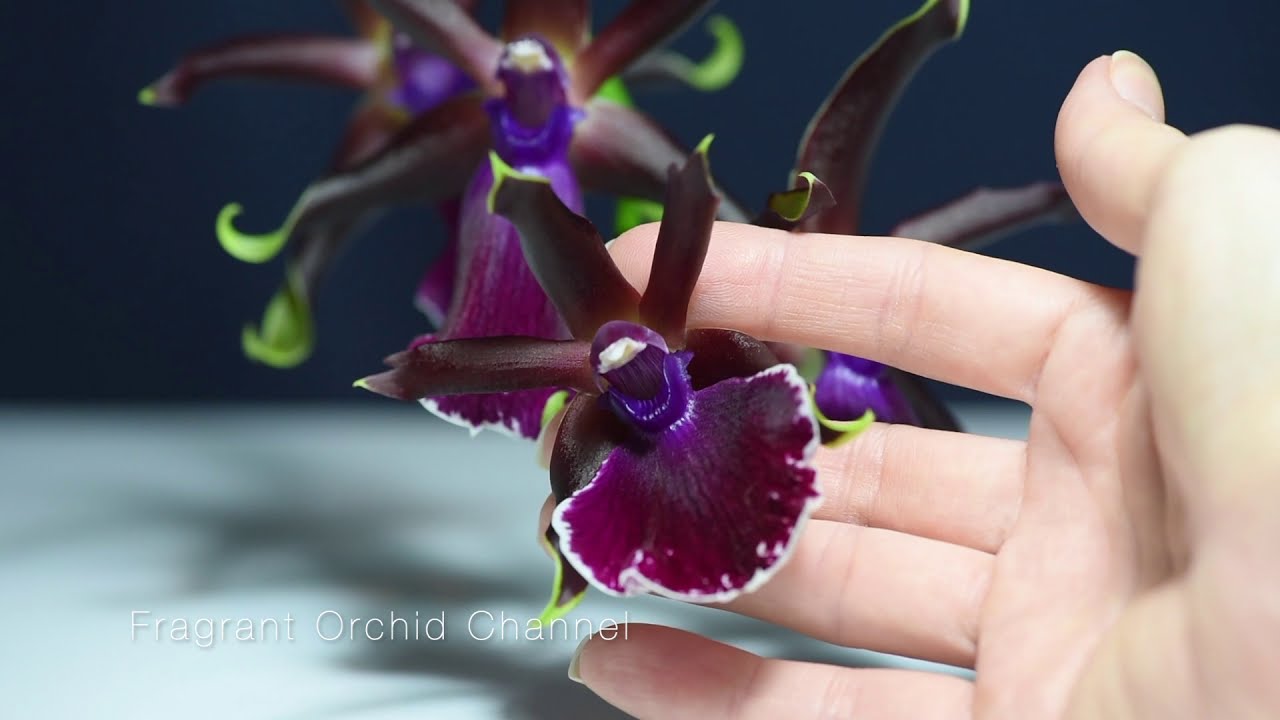 Мой 16 летний Zygopetalum Louisendorf. Очень ароматная орхидея.