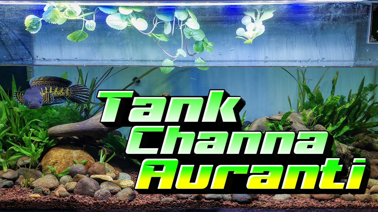 #12 Setting tank/aquarium untuk channa auranti ||natural style low budget