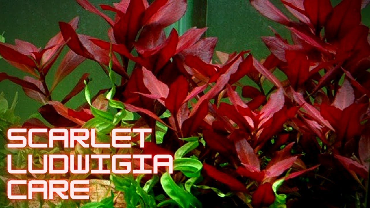 Plant Species Spotlight - How to Grow and Propagate Scarlet Ludwigia