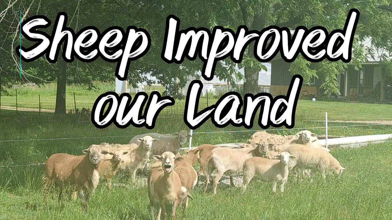 Our Sheep Improved Our Land