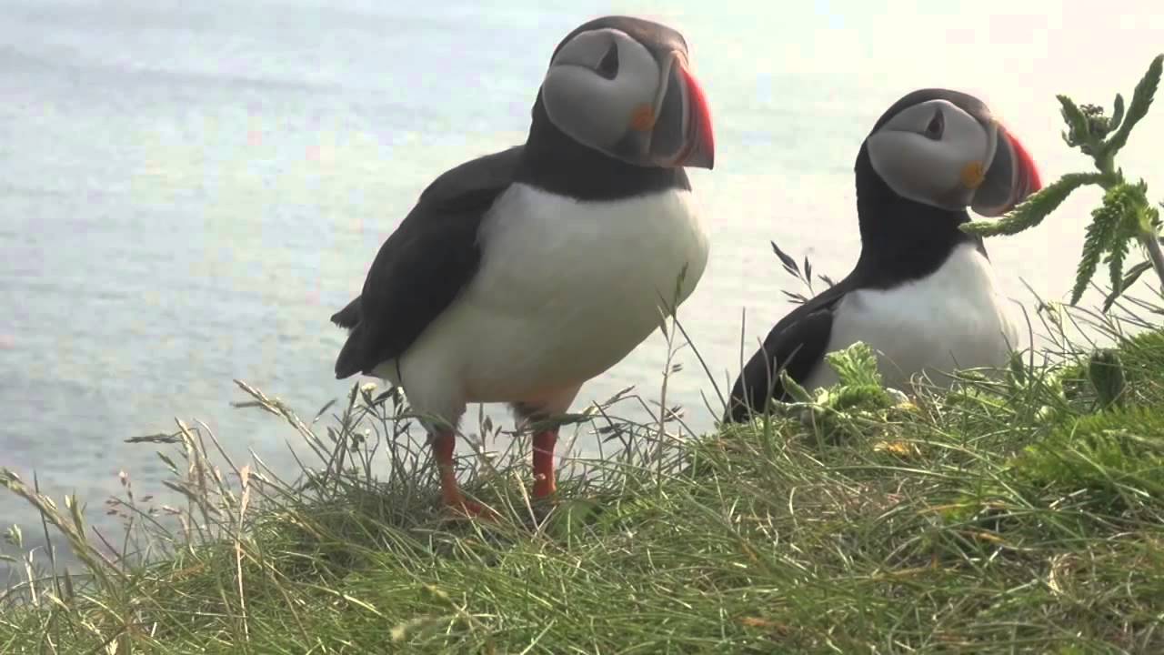 Amazingly Close Puffin Site At Elliston, NL