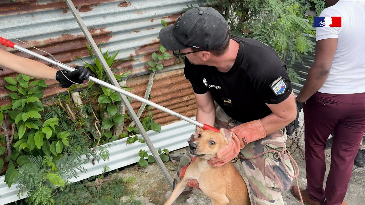 Opération de lutte contre l’errance animale | 📍Petite-Terre