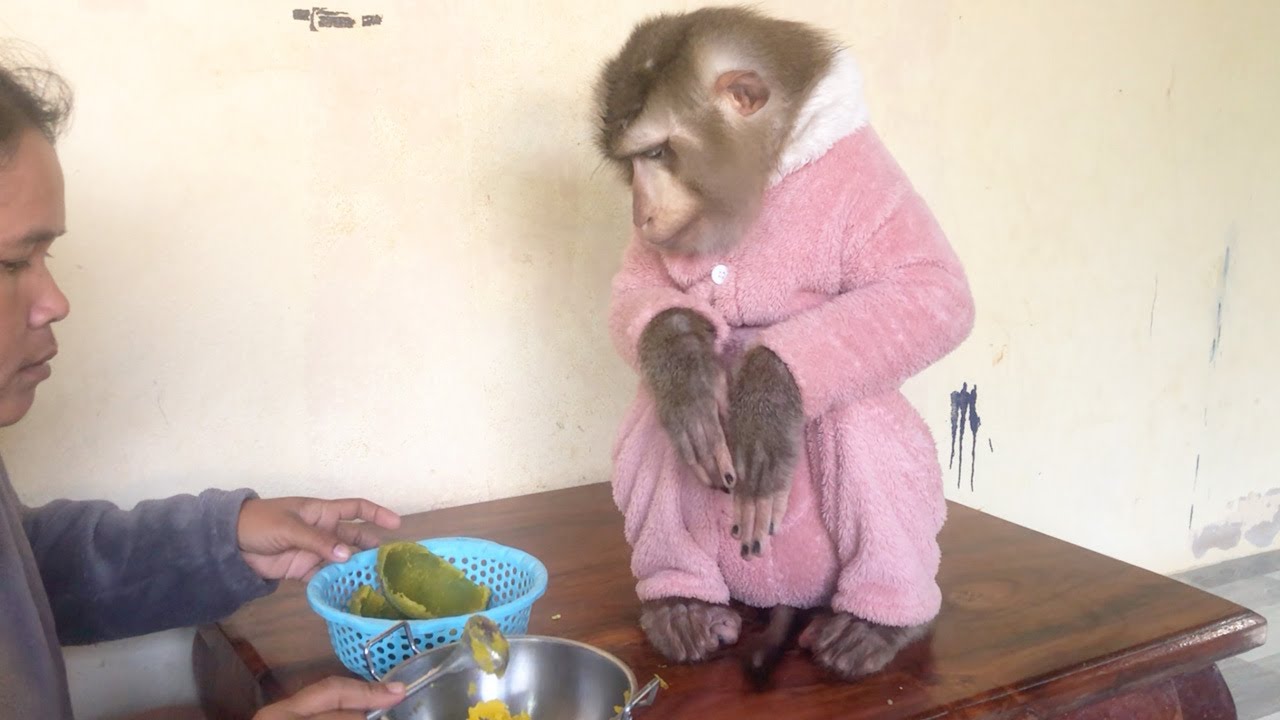 Good Boy Jason Sit Neatly Polite Wait For Mom Invite Have Breakfast