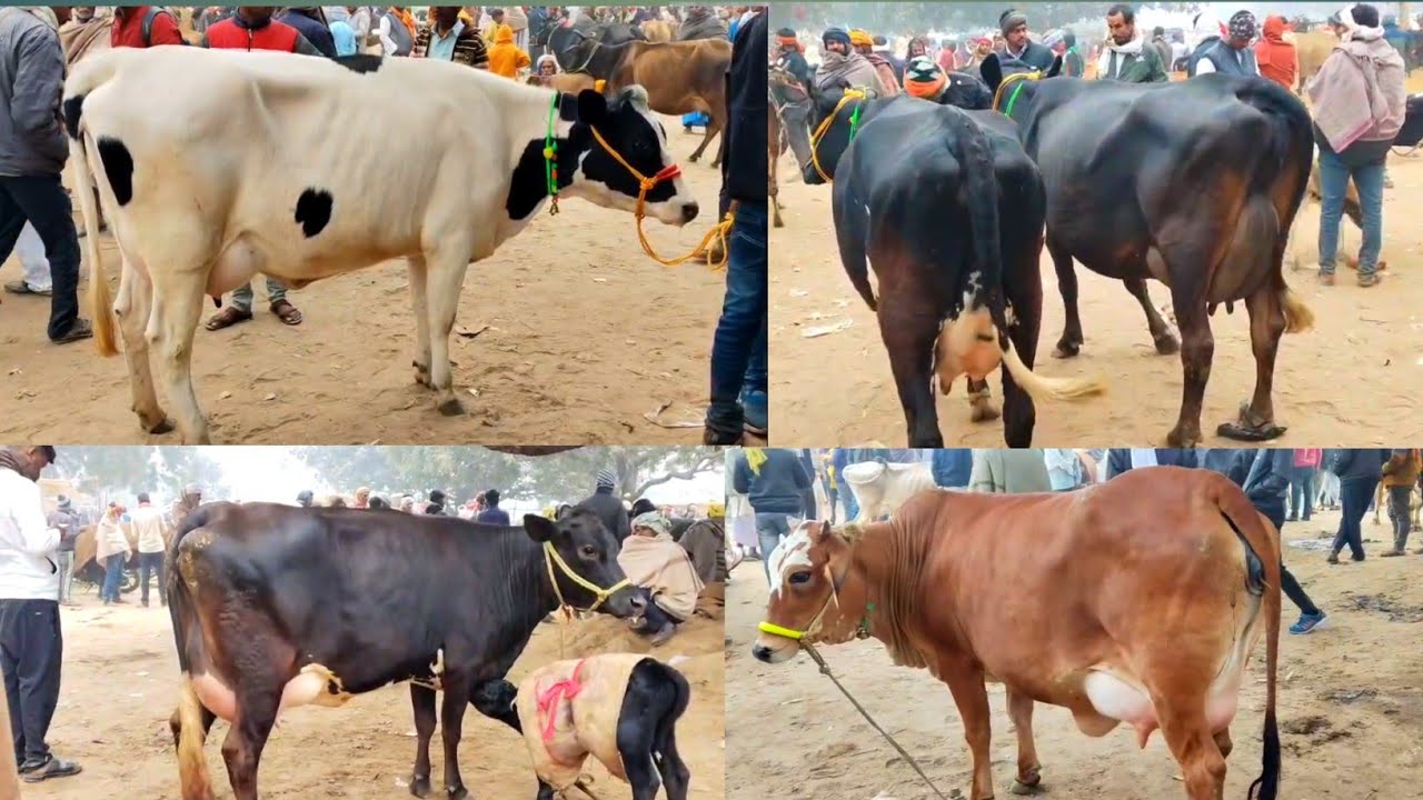 Ainkho Pashu Mandi नए फार्मर के लिए इस तरह की गाय लाभदायक होगी