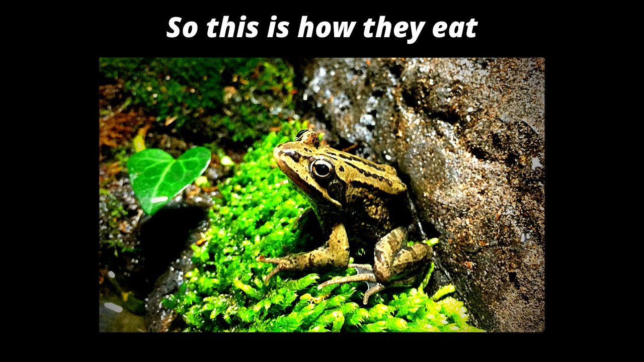Палудариум цуврал: Siberian wood frog(Rana amurensis) paludarium- Шивэр мэлхий