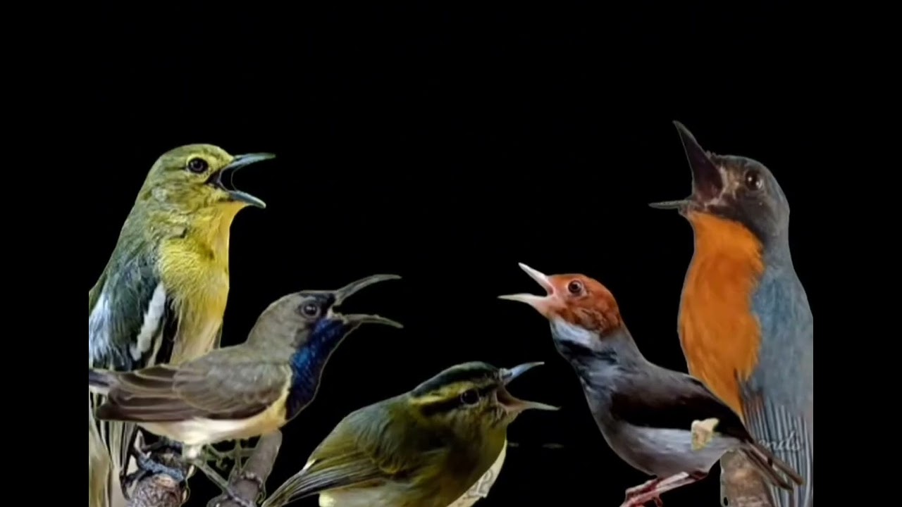 Suara pikat burung ribut andalan @SoboAlas-m4o1s