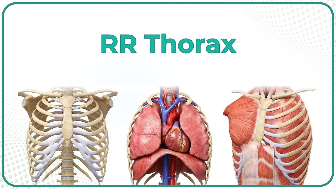 Anatomy of Thorax Rapid Revision - Dr. Monalisa