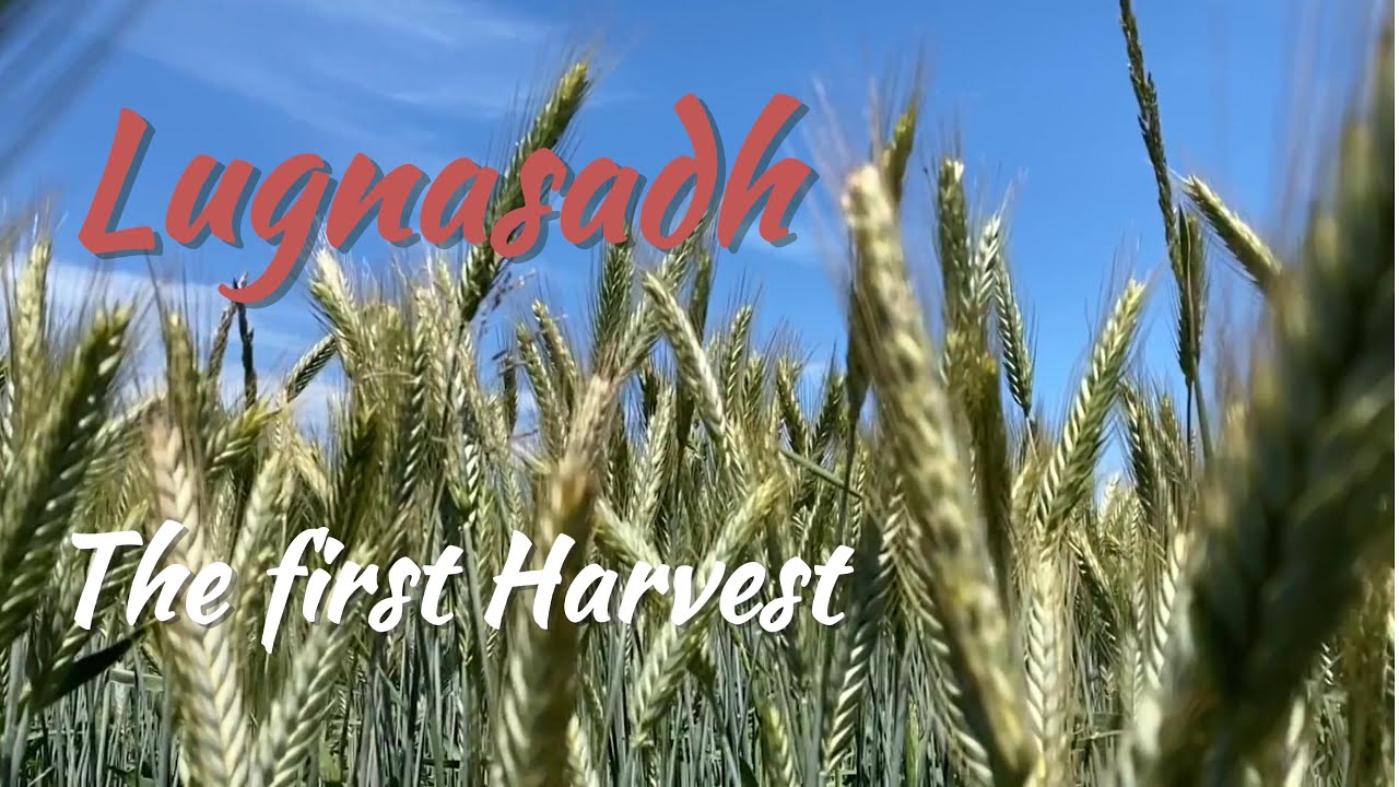 Lughnasadh the first harvest