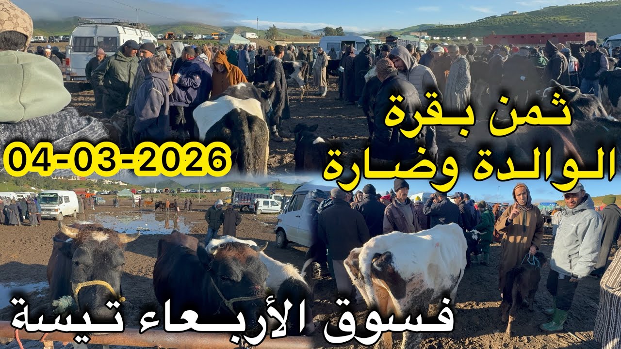 ثمن بقرة الوالدة وضارة فسوق أربعاء تيسة اقليم تاونات 04/03/2026