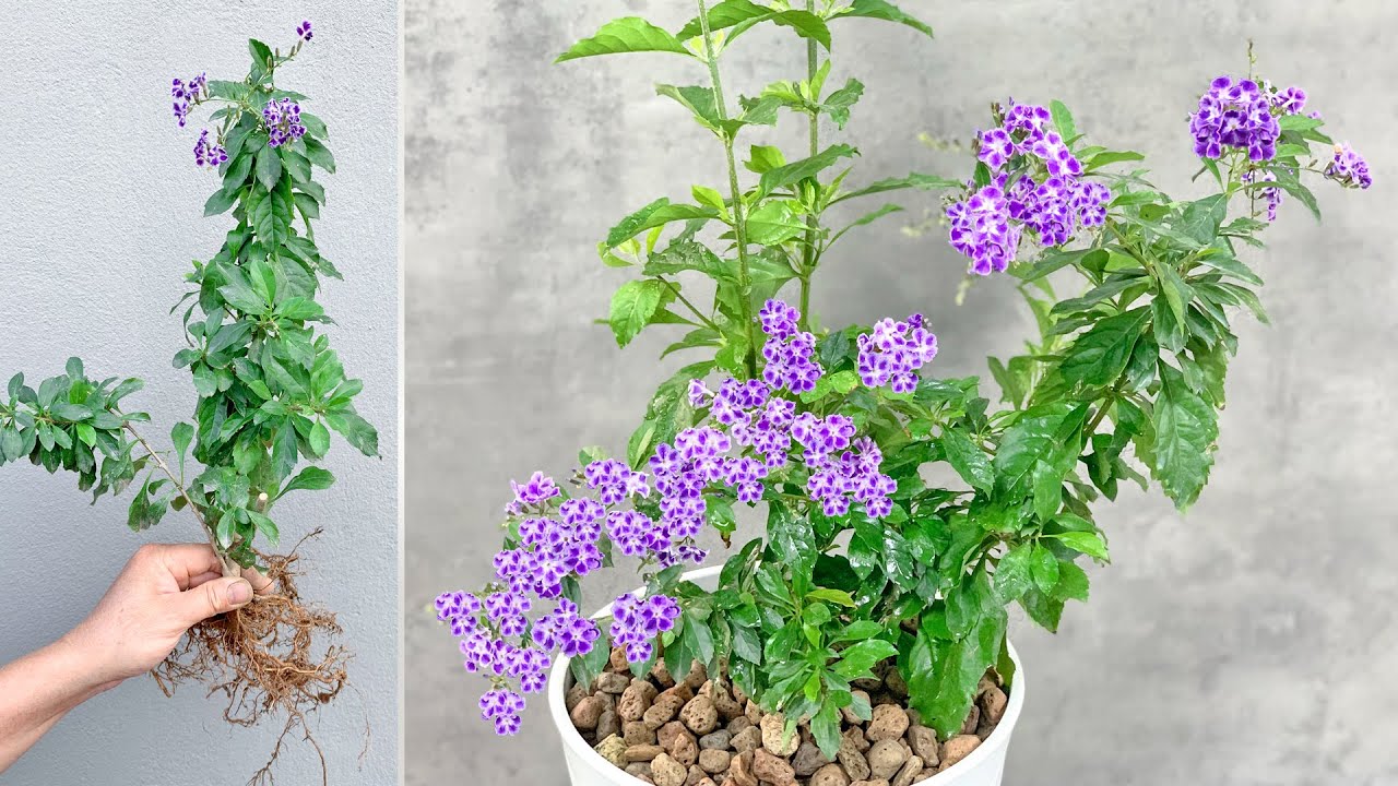 Duranta repens привносит красивый фиолетовый цвет в ваше домашнее пространство