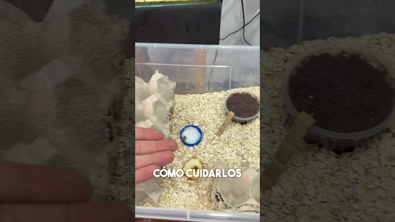 🦗 Reproduce tus Grillos F&Aacute;CIL y BARATO y Deja de Comprarlos 🦗ALIMENTO VIVO Peces Reptiles Anfibios