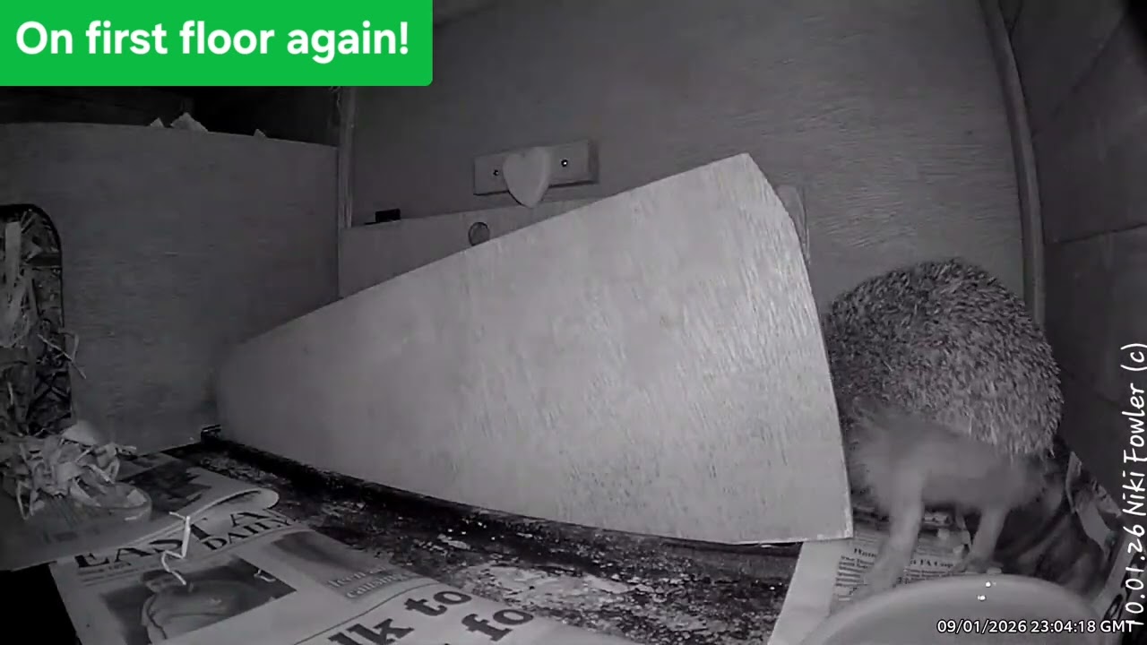 Fifi the wild hedgehog explores her new bigger winter home