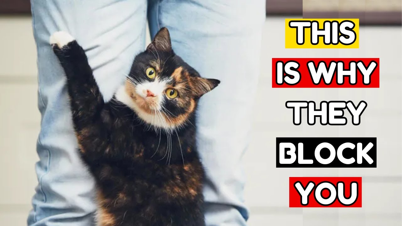 If Your Cat Blocks Your Path, This Is What They&rsquo;re Trying to Say