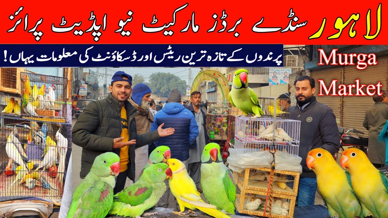 Lahore sunday birds market New update A gai #birds #pets #shorts  #lahorientertainmentchannel