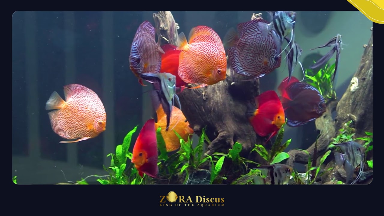AMAZING 1,500L DISCUS PLANTED AQUARIUM - 2, Owner: Liem Soetono Indonesia