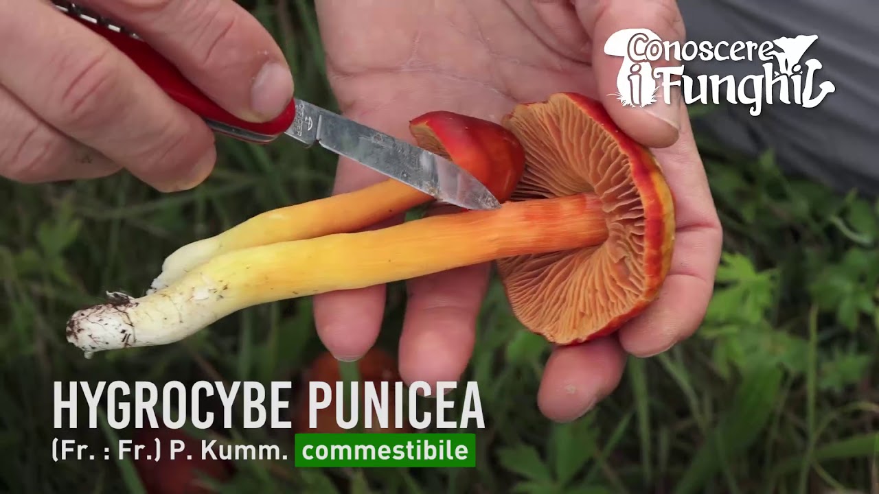 Conoscere i Funghi: Hygrocybe punicea [ COMMESTIBILE ]