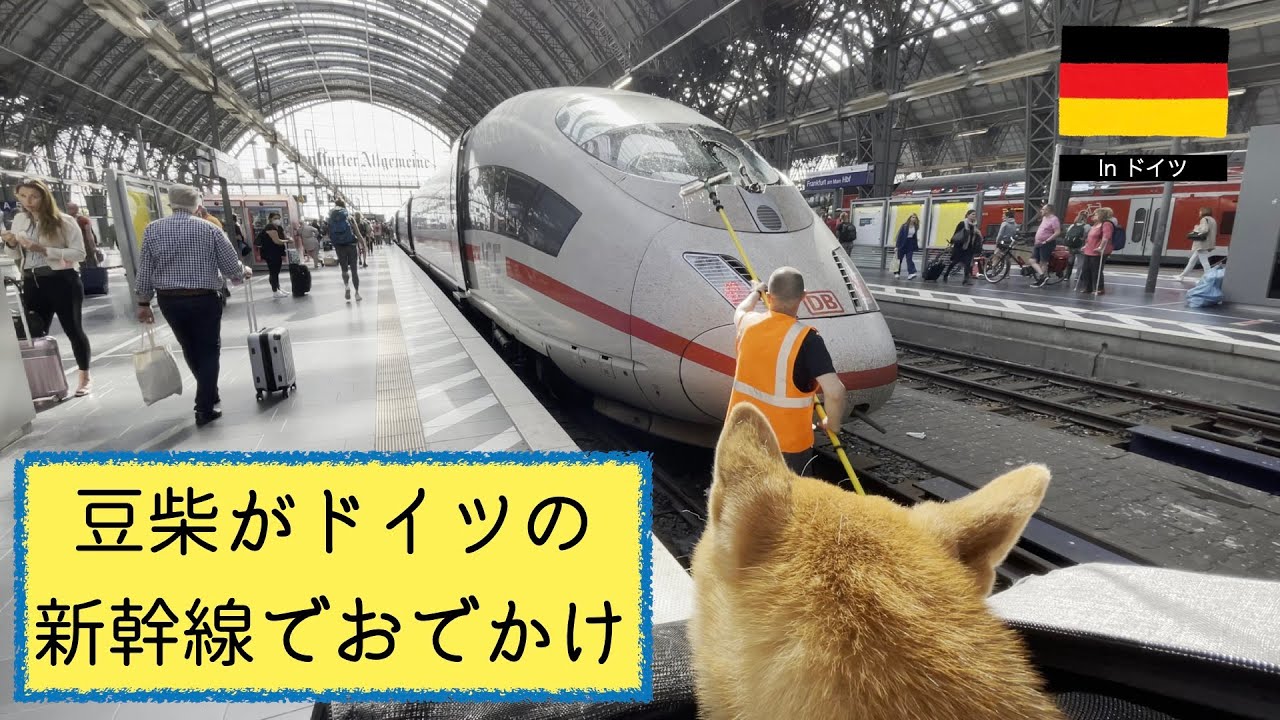 【愛犬と一泊二日旅】ドイツの新幹線でデュッセルドルフにおでかけ