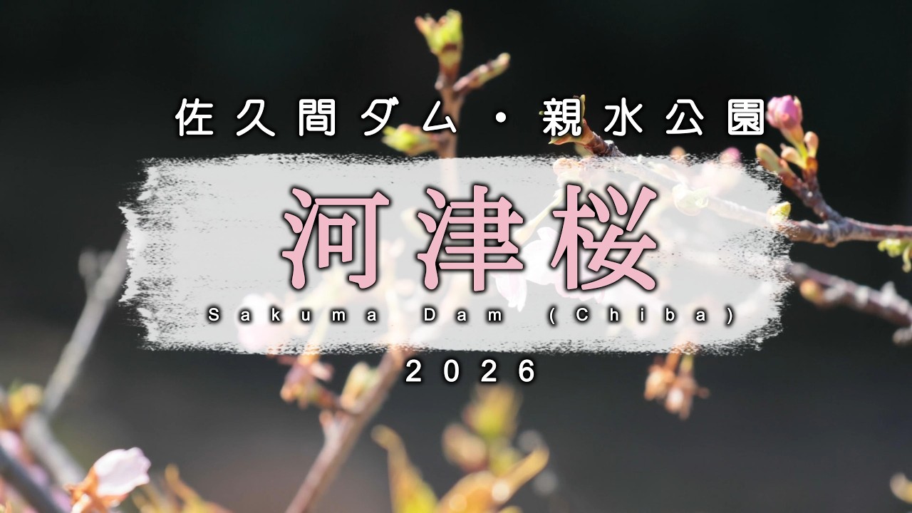河津桜  佐久間ダム湖親水公園2026