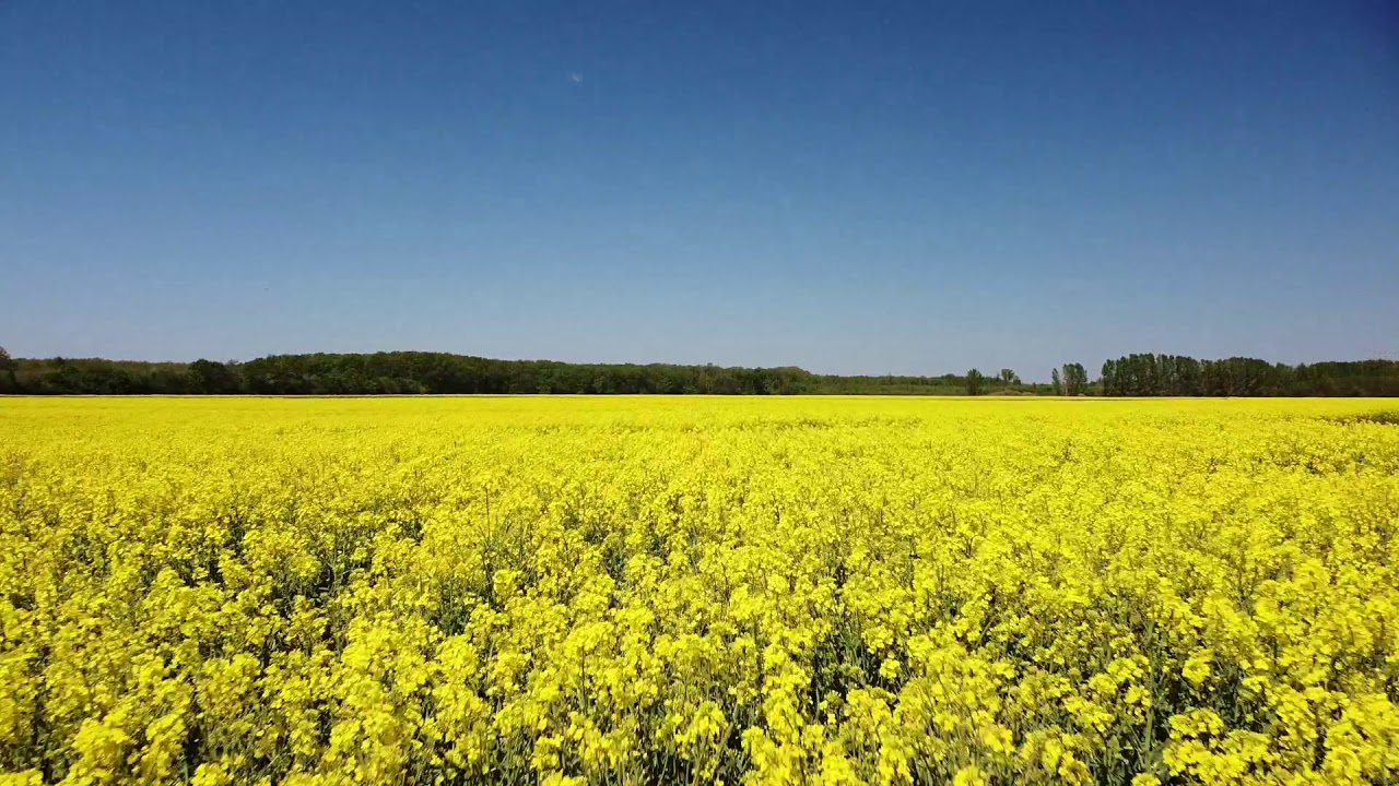 Repce / Rape flower