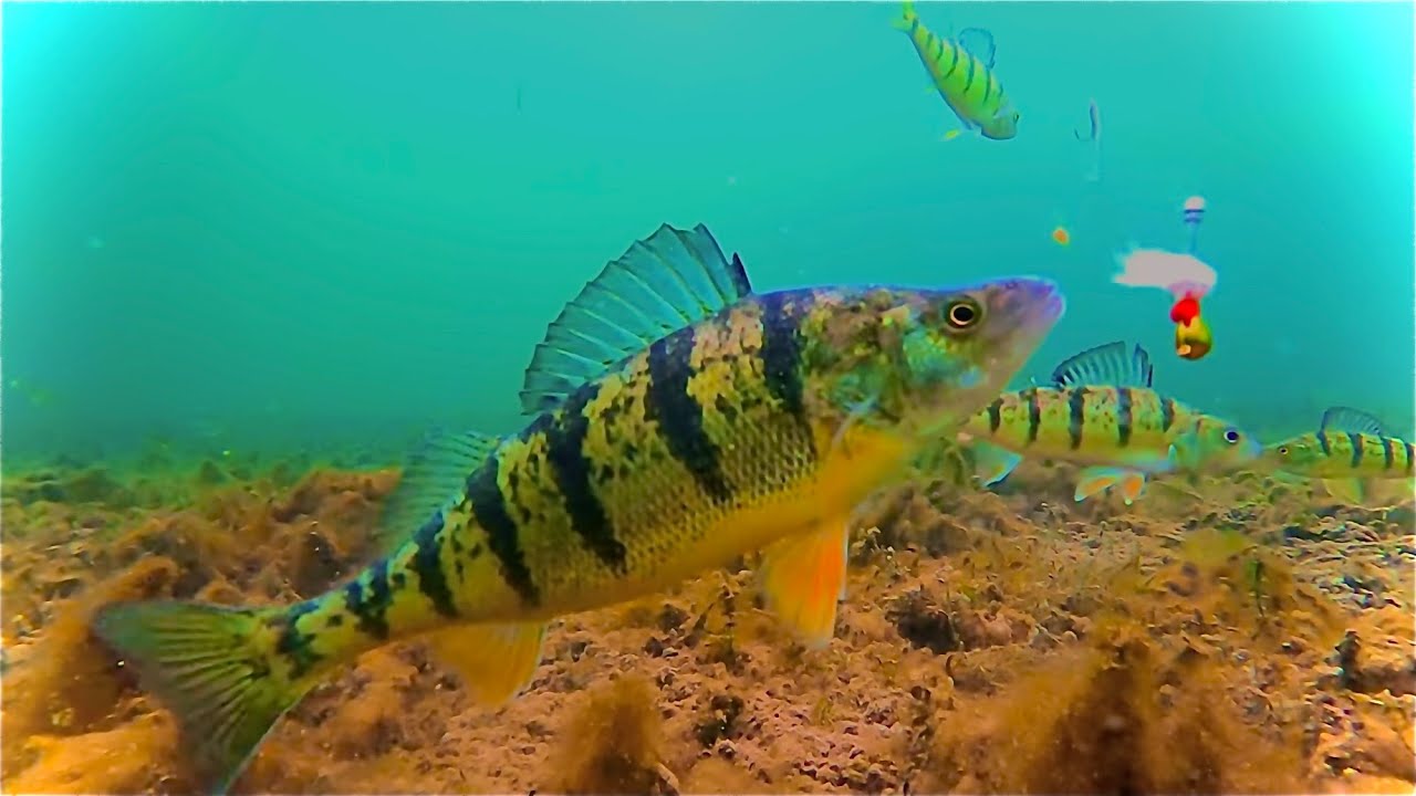 4K UNDERWATER LAKE SIMCOE FEB 19, 2024