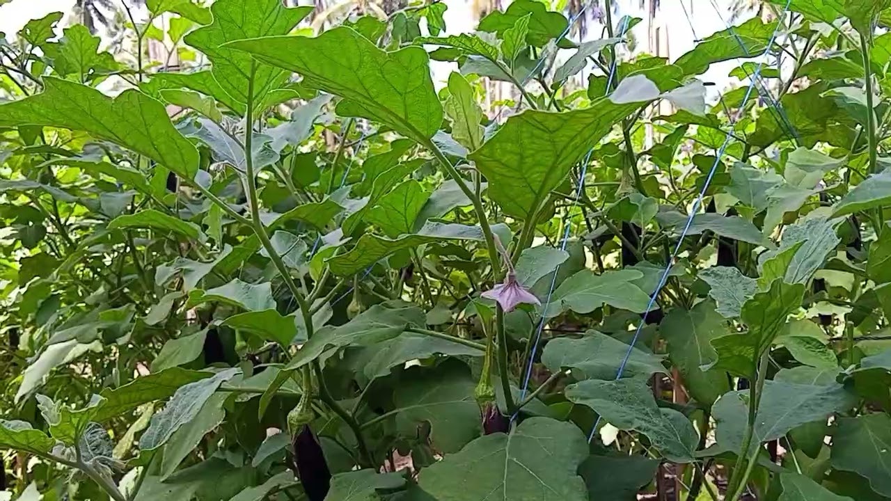 KONTI NALANG MGA WHITEFLIES PAGKATAPOS NG ISANG SPRAY! CALIXTO F1🍆🍆🍆