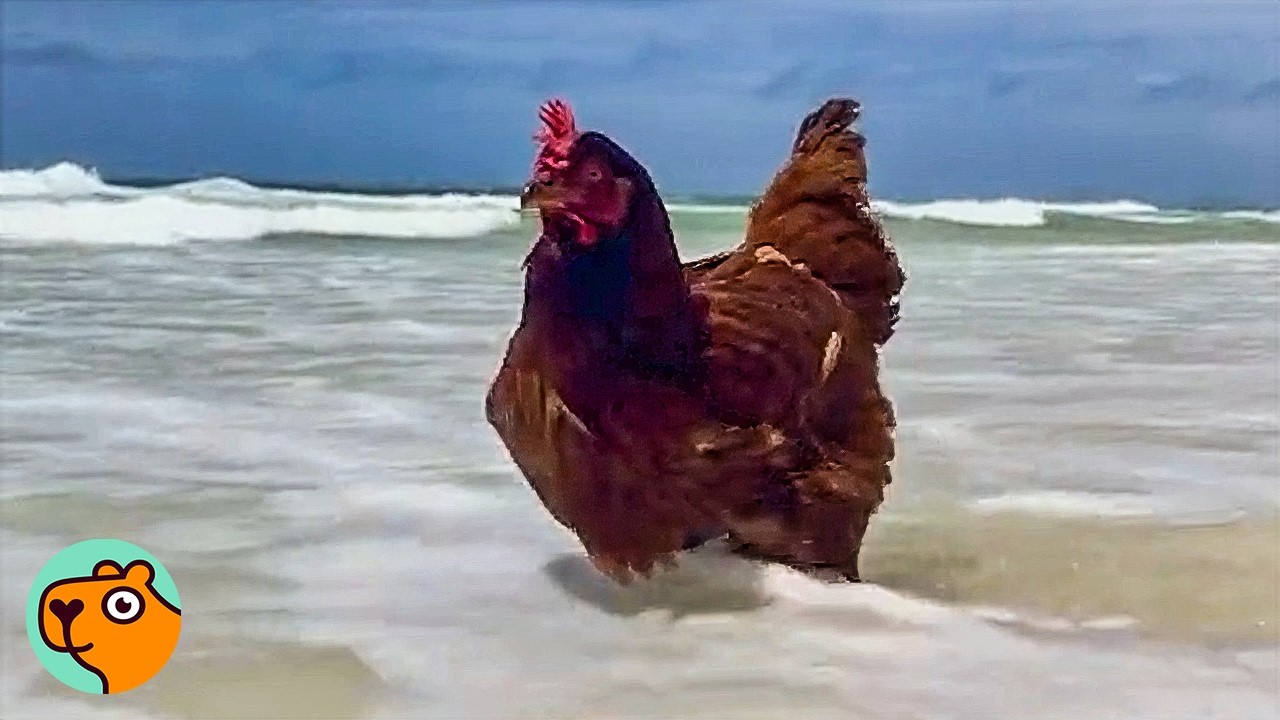 Brave Chicken Feels Like An Eagle When He&rsquo;s Cruising On The Jetski  | Cuddle Buddies