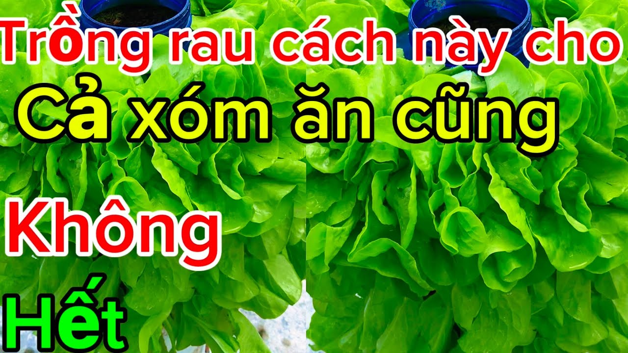 Cách trồng rau mới này bạn đã thử bao giờ chưa 