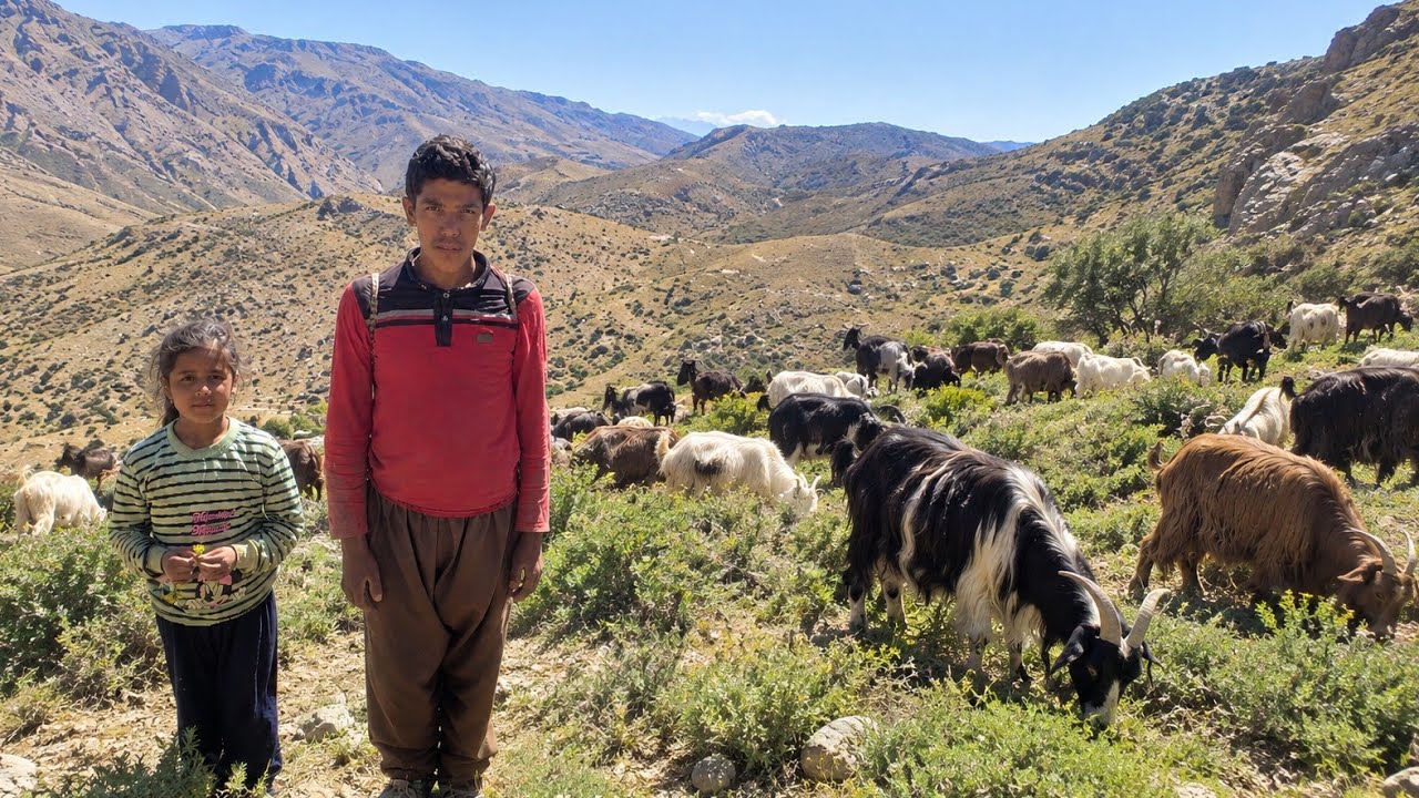 🏔️🌿In the heart of Zagros with nomads | Sheep herding, medicinal plants and discovering hidden caves