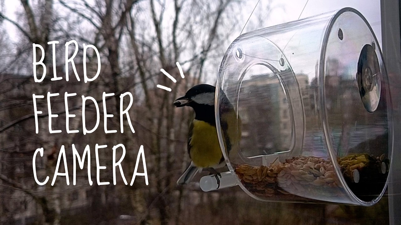 Great Tits & Blue Tits invade newly set up bird feeder | Window Bird Feeder Camera