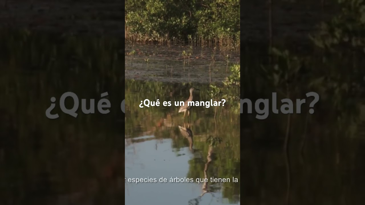 &iquest;Qu&eacute; es un manglar? #shorts