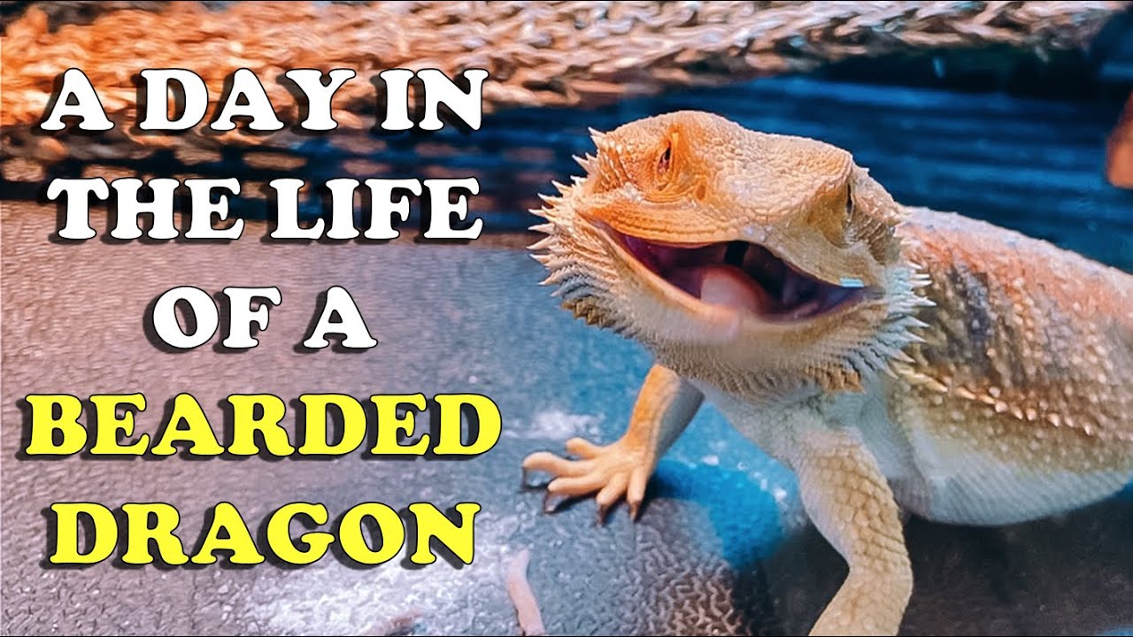 A DAY IN THE LIFE OF A BEARDED DRAGON!! | KRISTEN AND KIRBY