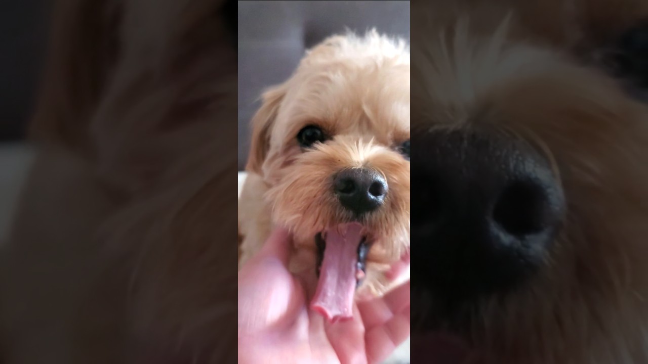 おいでって言うと来てくれるミルク🐶可愛いんです😌#犬好き #可愛い#トイプードル#ペキニーズ#日常 #ペット #犬癒し#癒し#犬のいる生活#犬#犬のいる暮らし