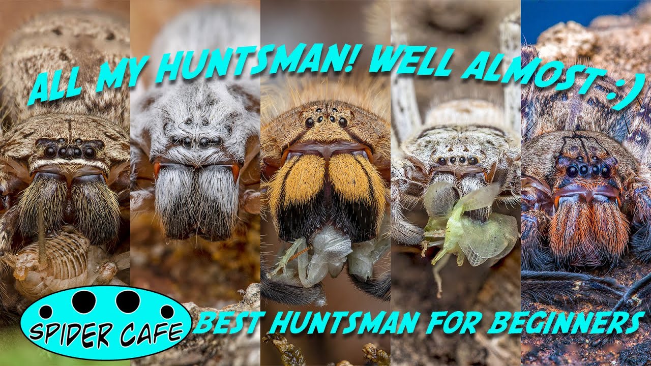 What is the best huntsman spider for beginners?