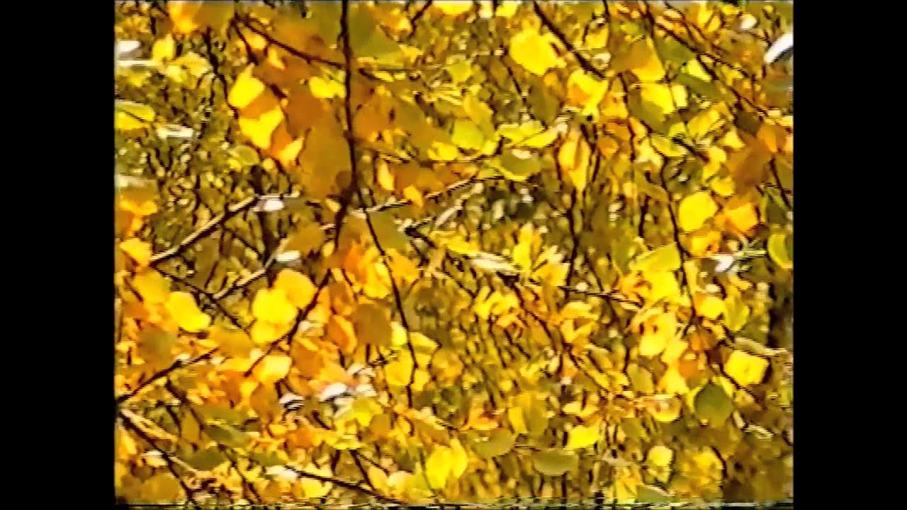 +Золотая аллея. г Заозёрск