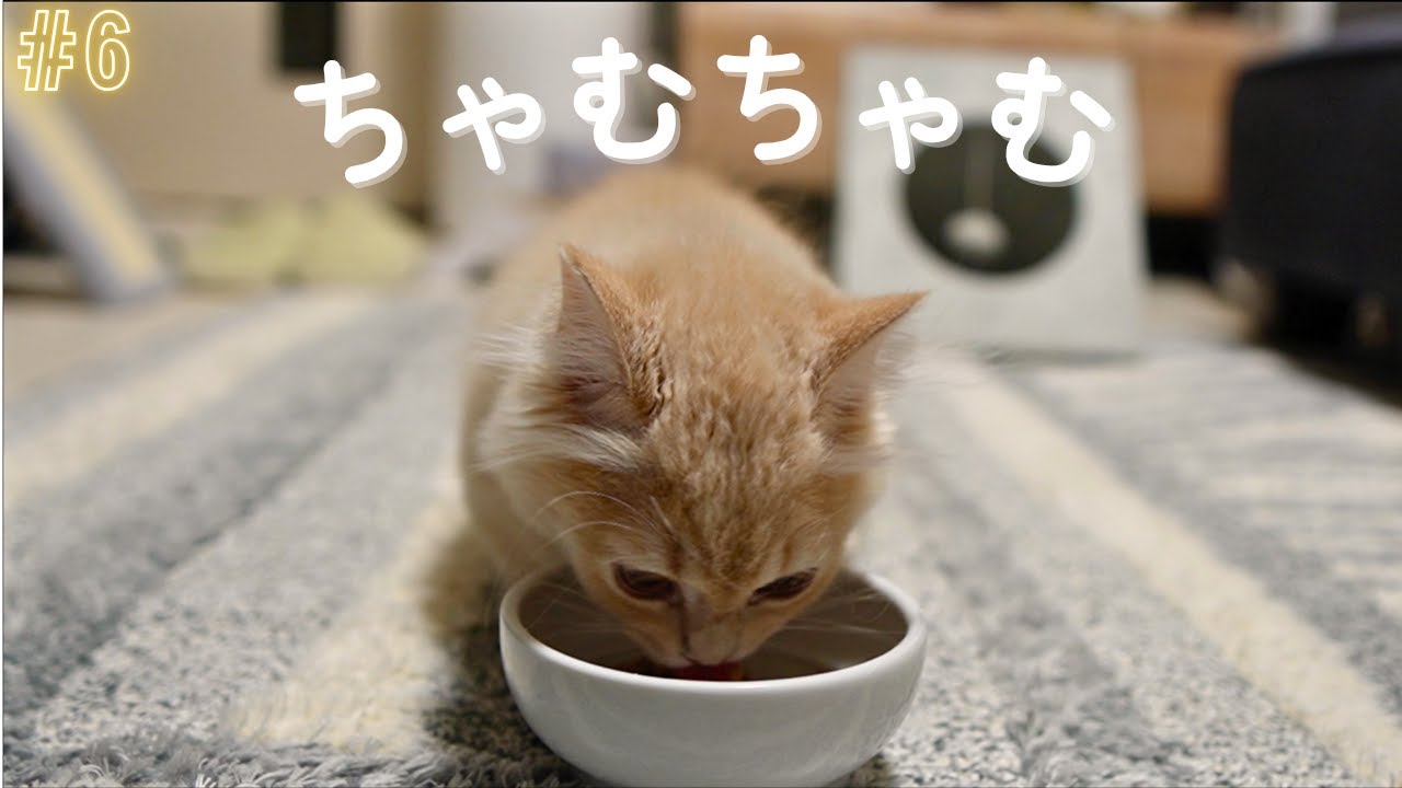＃6 【生後100日子猫】ごはんをたくさん食べて寝た日｜成長記録#6 [100-day-old kitten] The day he ate a lot and slept