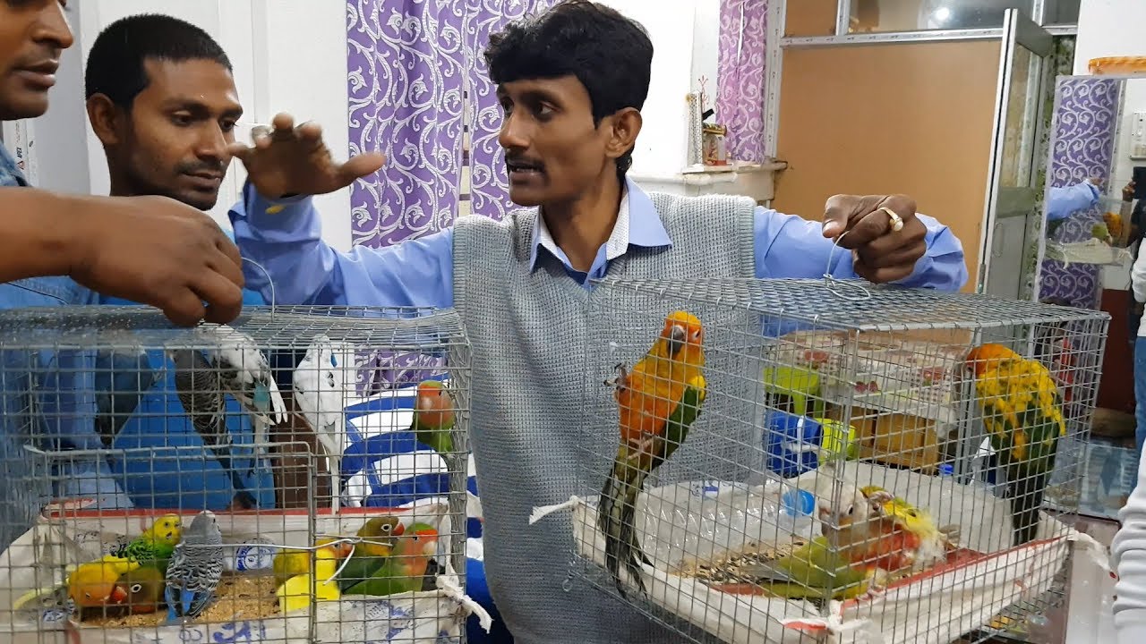 Budgies Parrot Love Birds Pineapple Conure Sunconure  / Bird Breeding Farm visit.