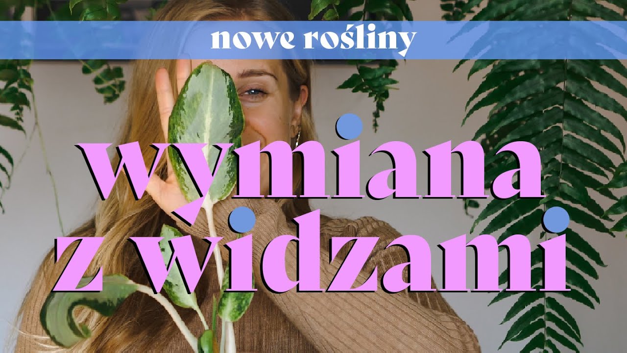 💰 Wymiana, czyli rośliny za darmo! M.in. epipremnum cebu blue, maranta light veins i scindapsusy