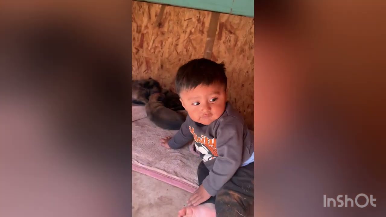 Nacimiento y crecimiento de los cachorros pastor belga Malinois