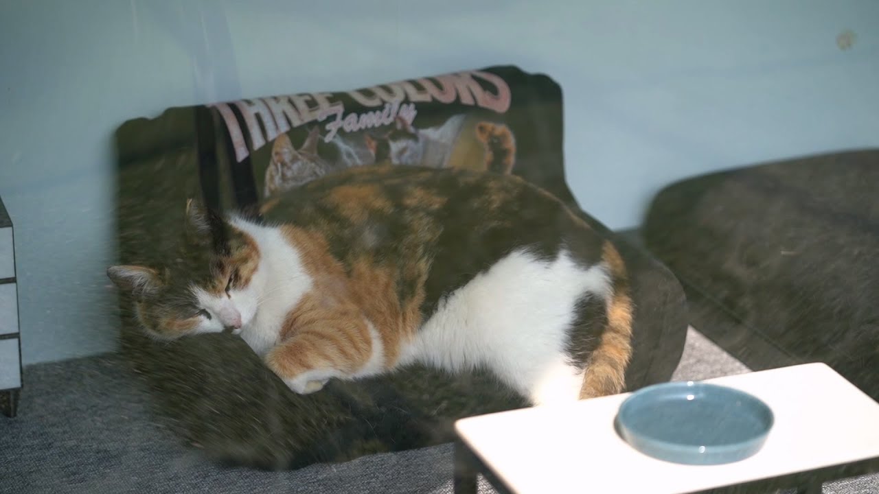 운동을 너무 열심히한 고양이