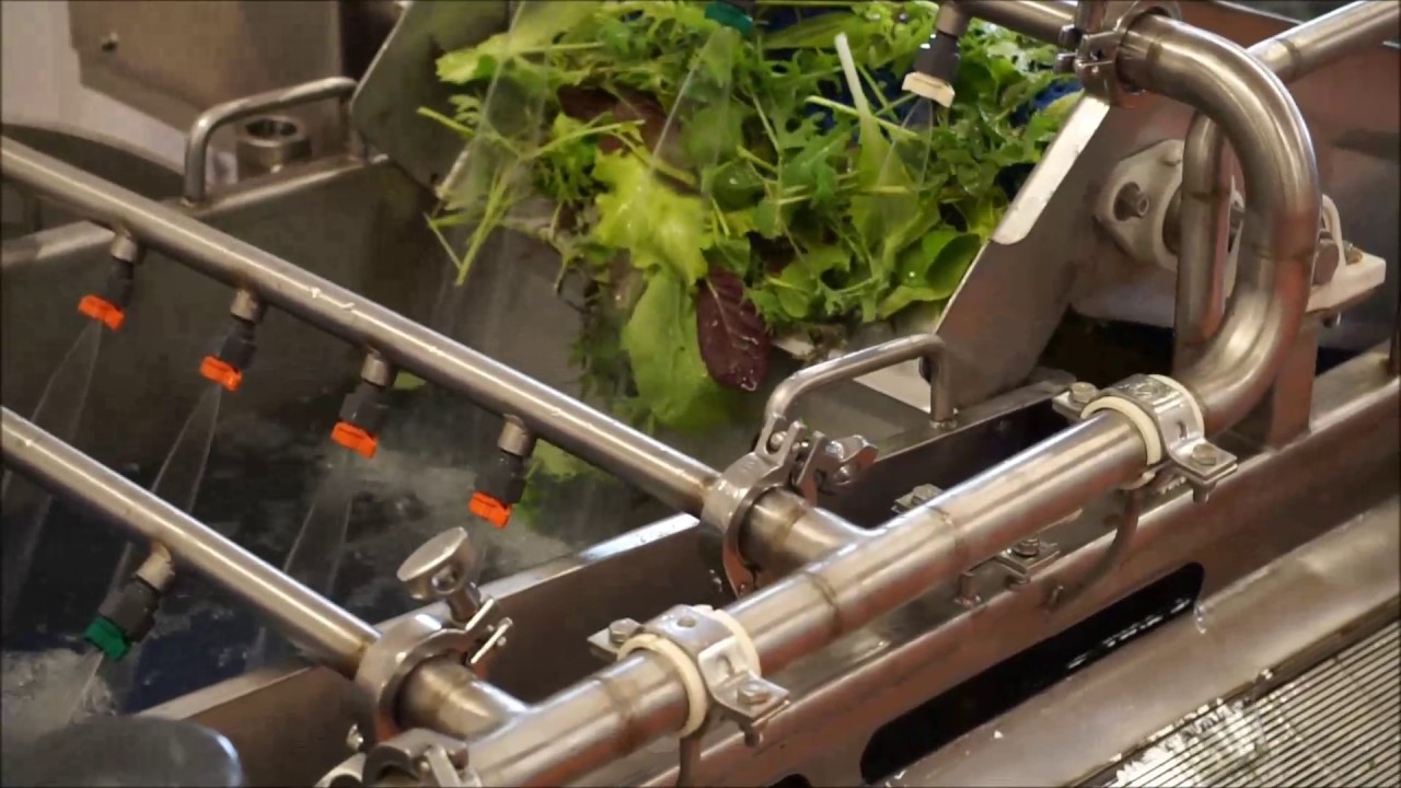 Salad Greens Washing Process
