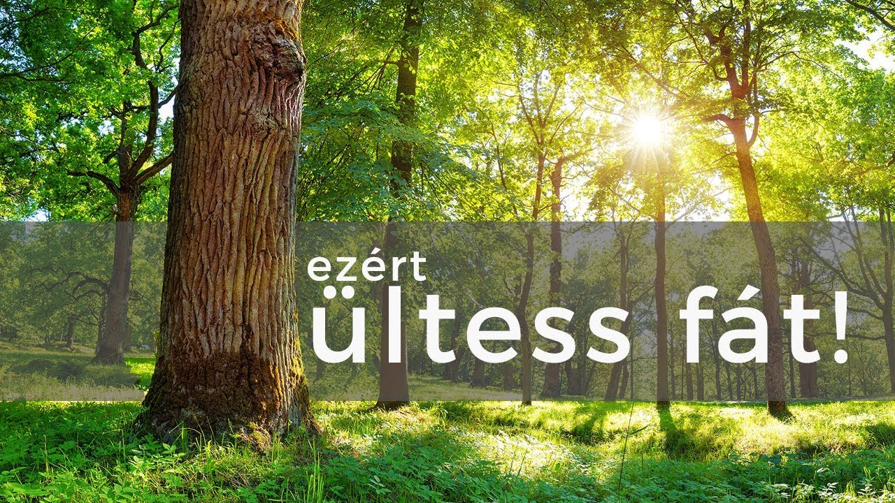 Fák nélkül végünk. Elmondom, hogy miért.
