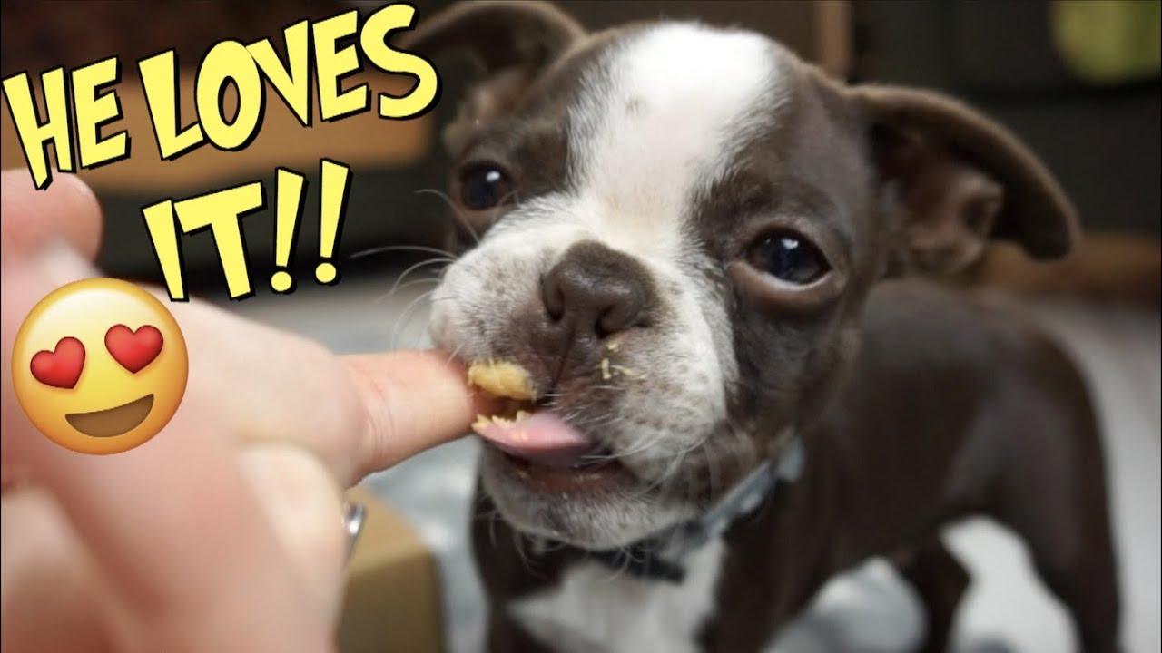 Boston Terrier Puppies FIRST TIME eating Peanut Butter LOVES IT!