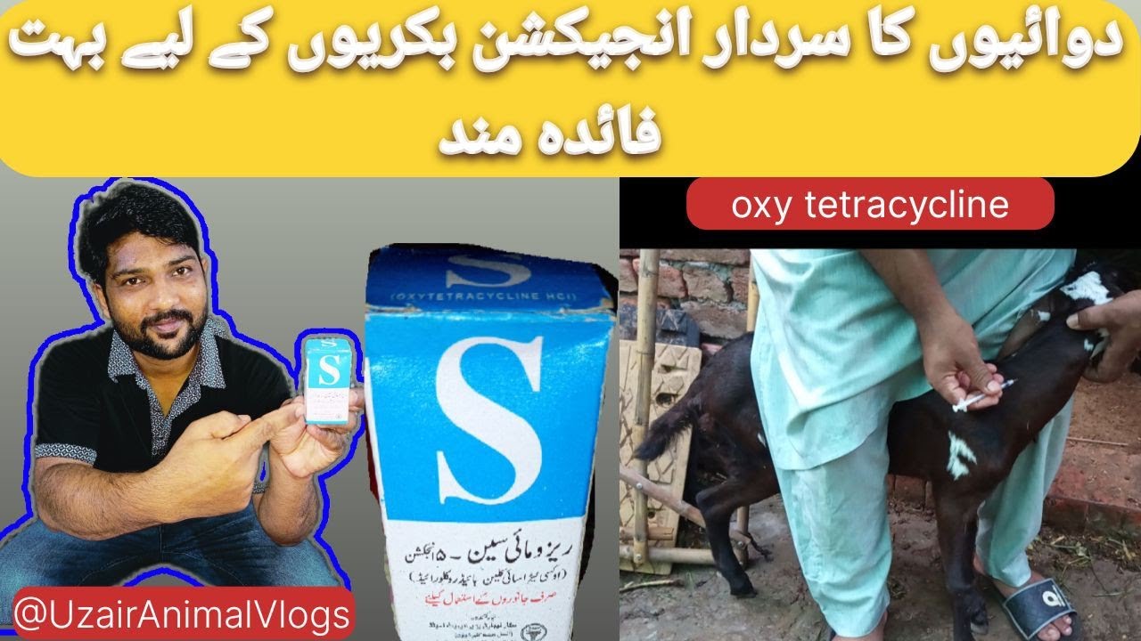 Tetracycline for Goats: Everything You Need to Know