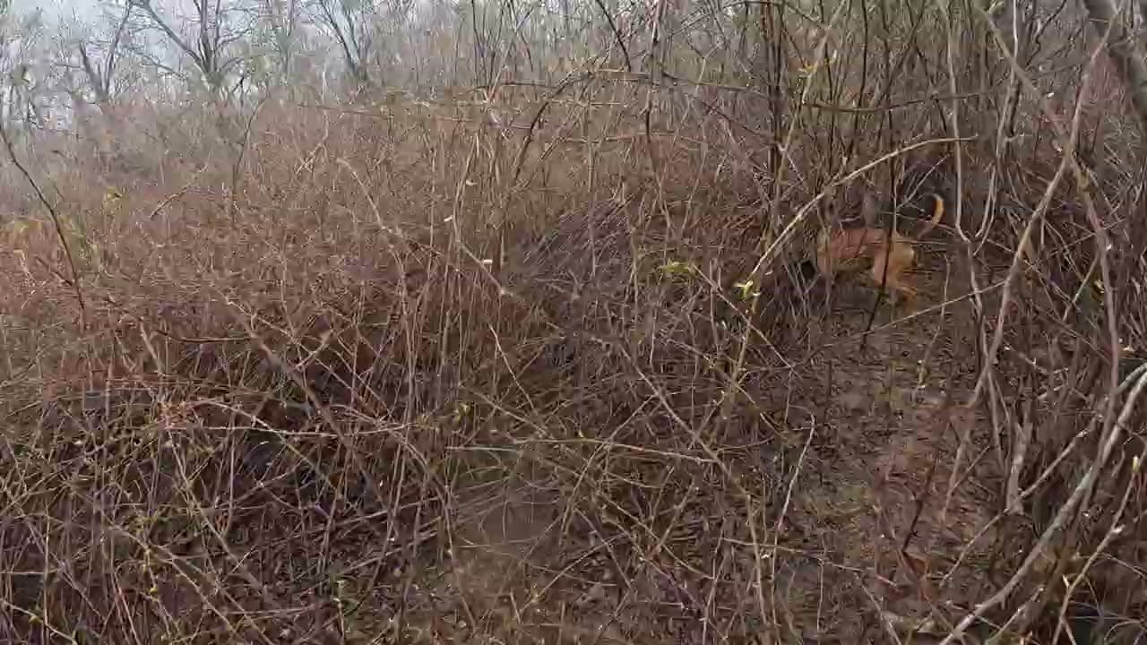 Georgia briar thickets are no joke...