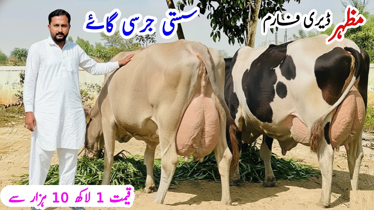 🐮 Top Dairy Farm in Pakistan | Mazhar Dairy Farm | Jersey & Friesian Heifers 2025 🐄