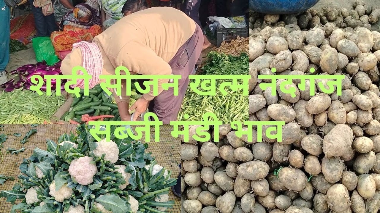 लगन खत्म होते ही सब्जियों के रेट टूटे! आज का ताजा मंडी भाव | नंदगंज सब्जी मंडी