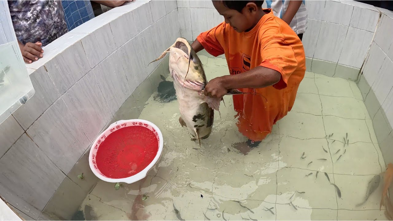 Giant Fish Catching From Fish Tank Aquarium #aquarium