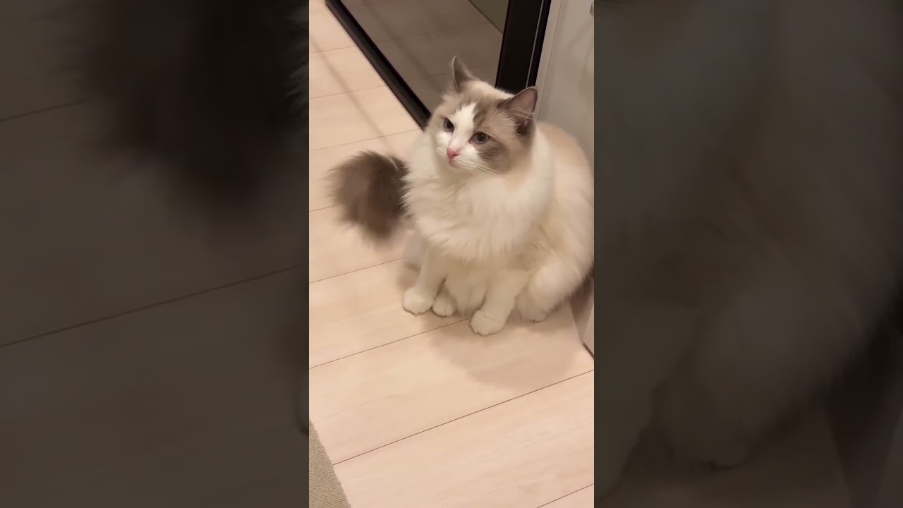 عادة قطة 🐱 لكم من جديد #cat #shortvideo #cat25