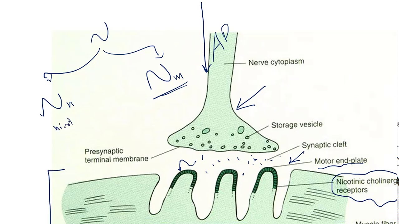 neuromuscular junction blockers / Depolarizing and non- Depolarizing blockers